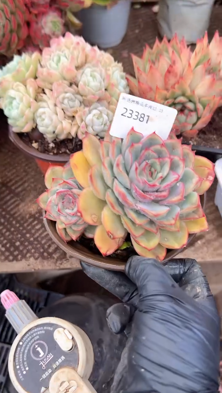 多肉植物一物一拍23381