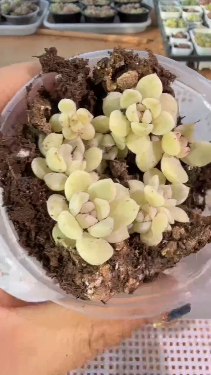T803 圆盒切糕1盒 量拍多肉植物