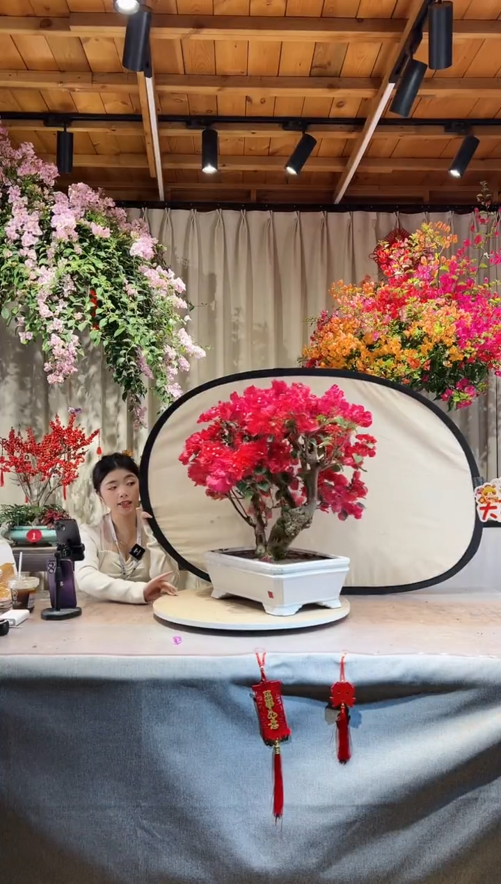 【闪购商品】盆景同安红