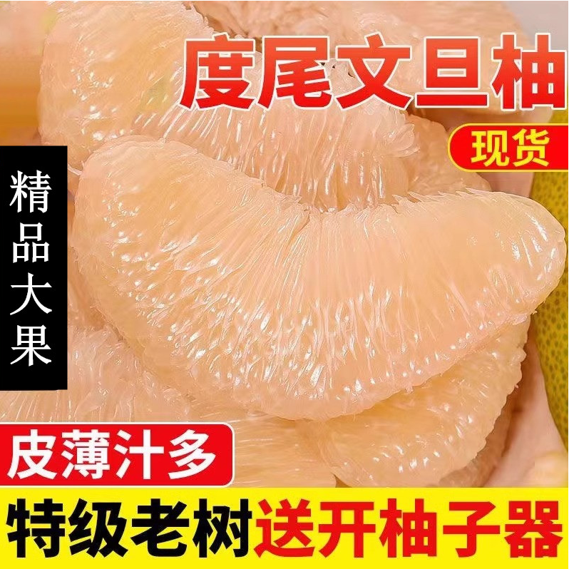 福建度尾文旦柚老树果当季现摘白心红心正宗度尾老树文旦柚