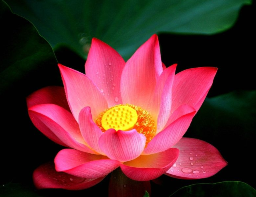 108朵莲花  莲花座 金色莲花