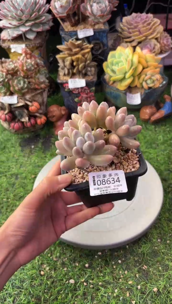 昆明印象多肉08634