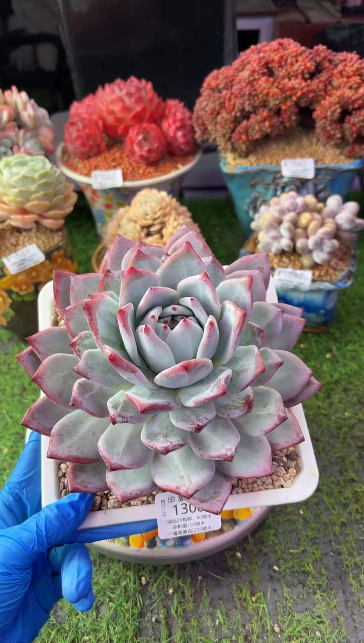 昆明印象多肉1308