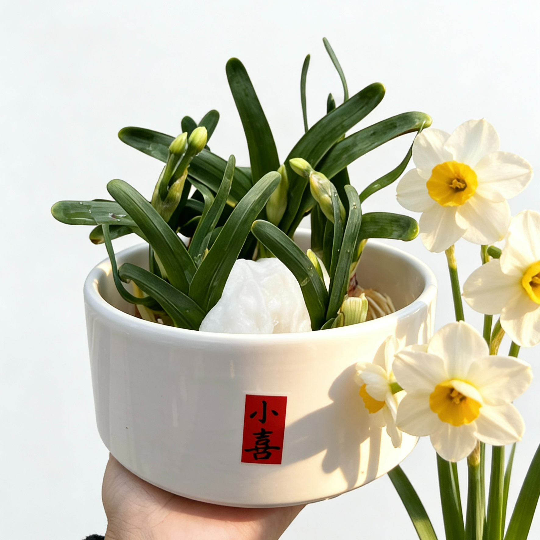 正宗漳州雕刻带盆小喜单瓣水仙花水培养好耐寒过年开花