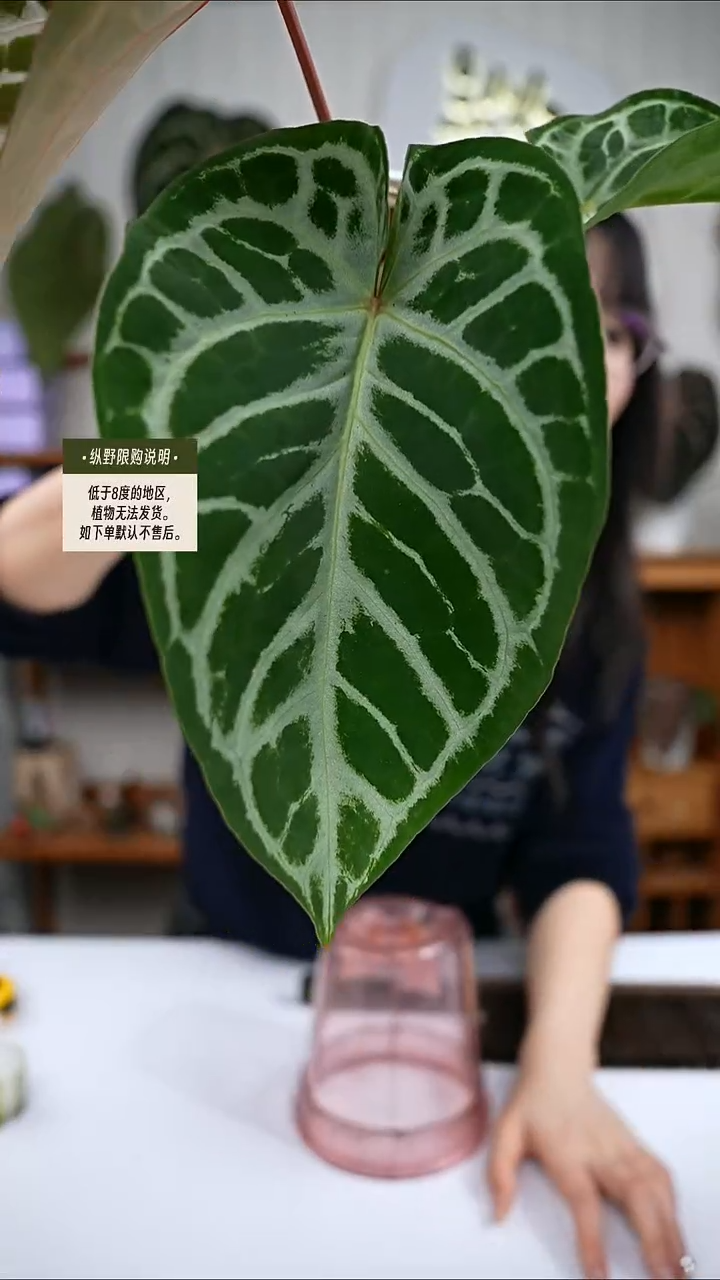 完全开放Y91女团杂