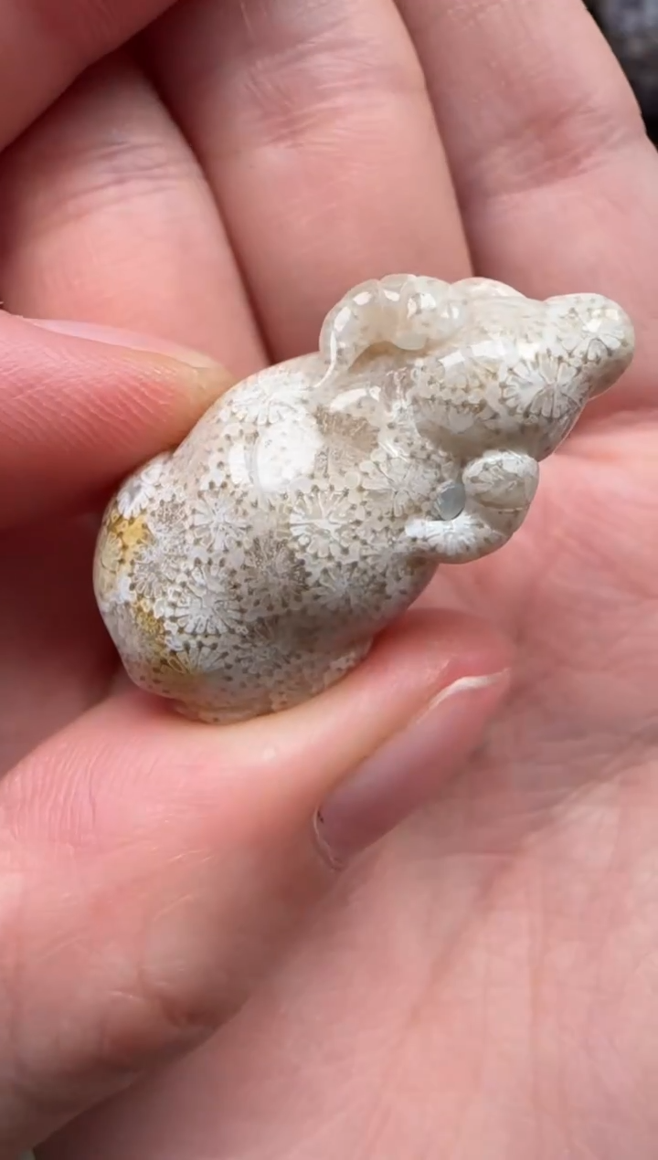 颈饰未镶嵌硅化珊瑚（珊瑚玉）686