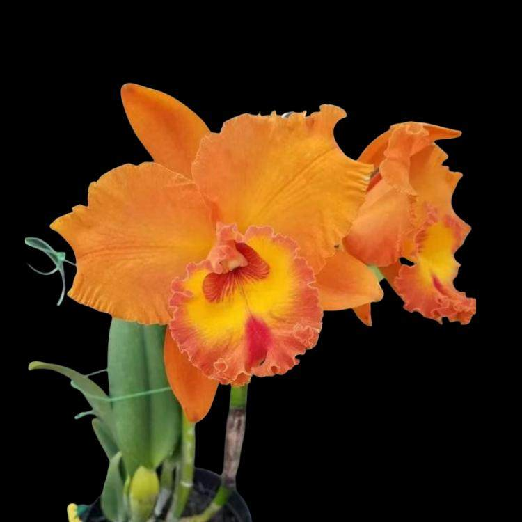 卡特兰橘子Rlc. Golf Orange现货桔红色大花室内原盆连体大苗洋兰