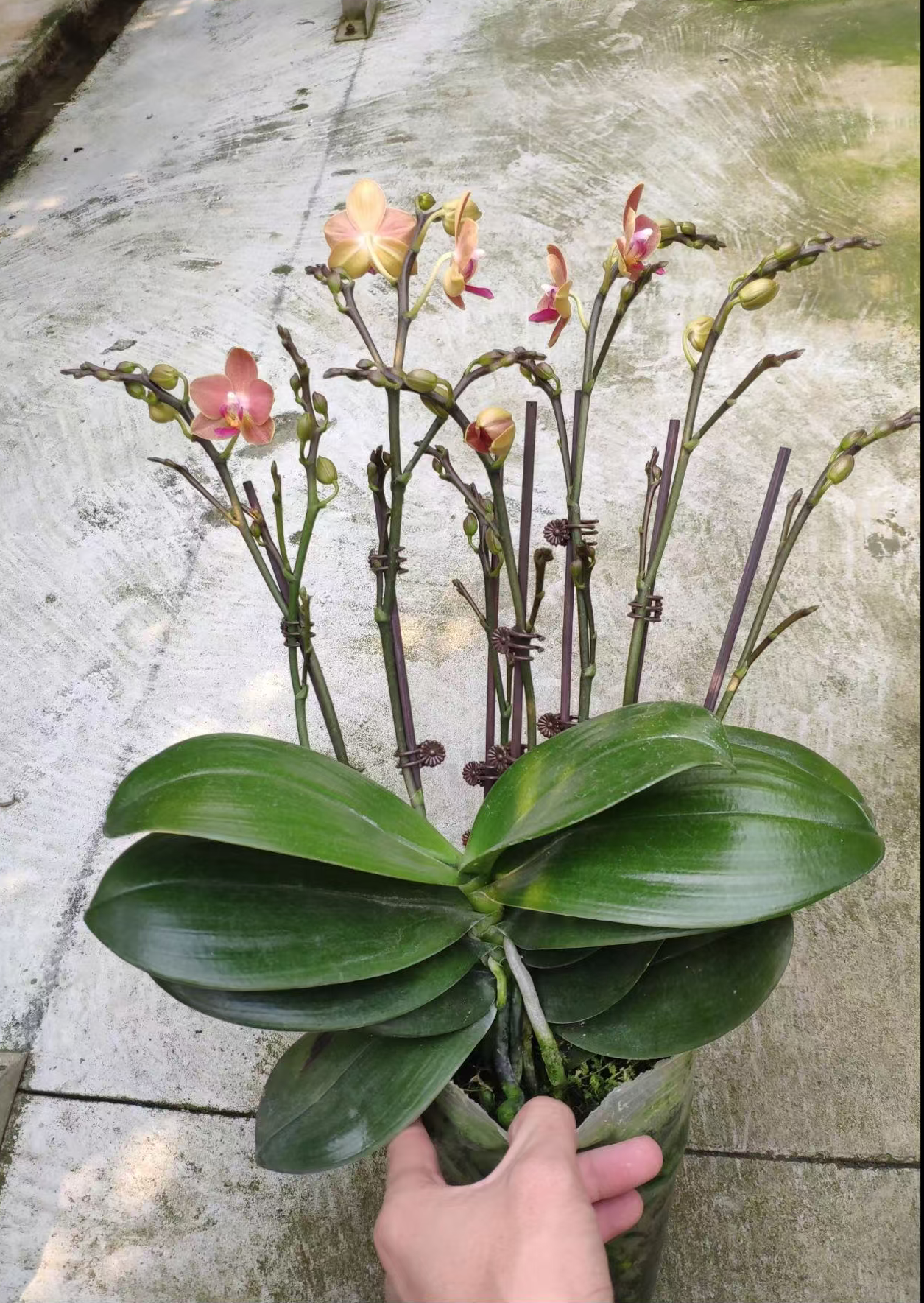 贵族品种浓香型3-5花剑【香香公主】 蝴蝶兰爆花机器多季节开花