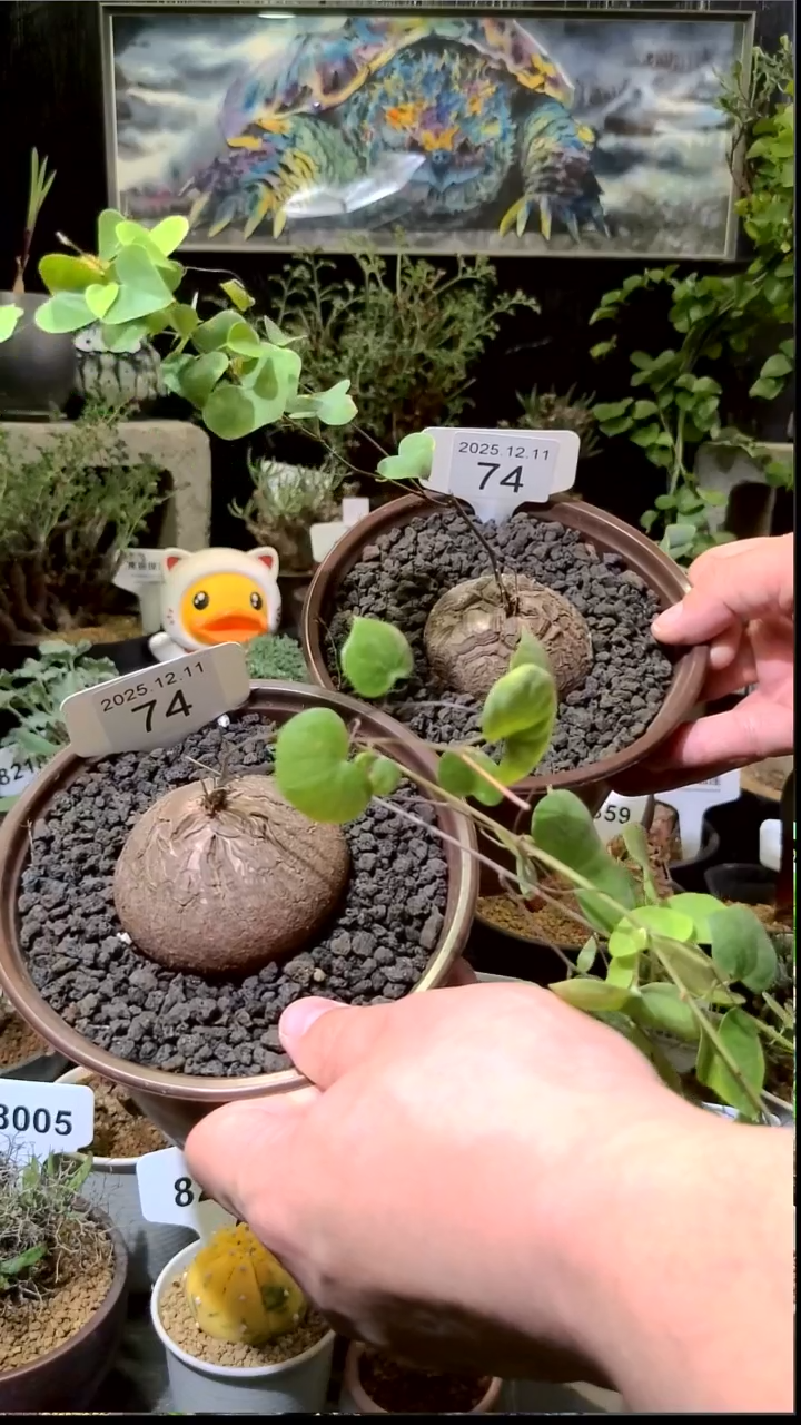 74号1211福利南非龟甲龙买一送一