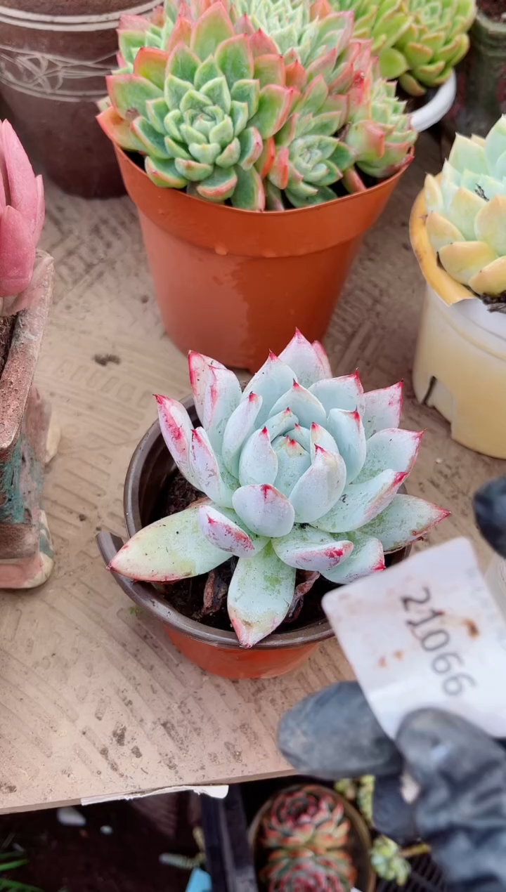 不****！21066多肉植物一物一拍