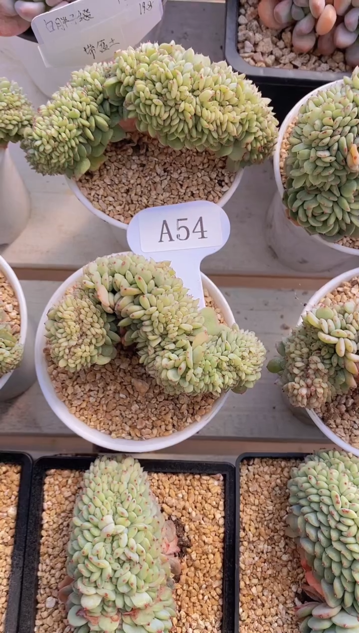 【闪购商品】A54-白胖子缀带盆土（量拍）