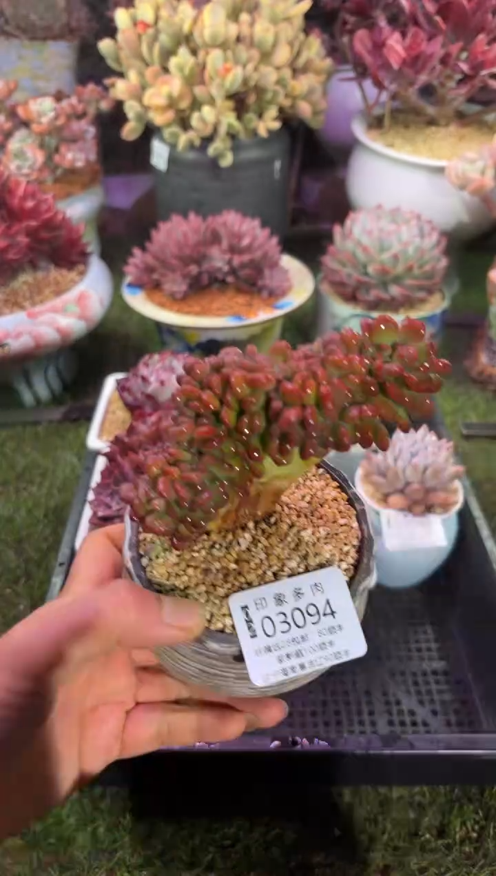 【闪购商品】03094