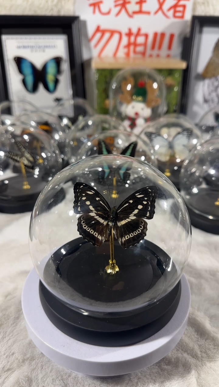 玻璃古板带蛱蝶   水