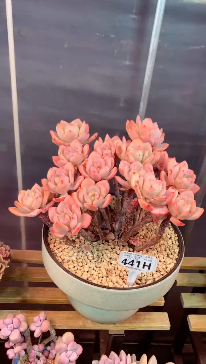 441H带盆价 只走物流（一物一拍，精品多肉，w所见即所得 ）