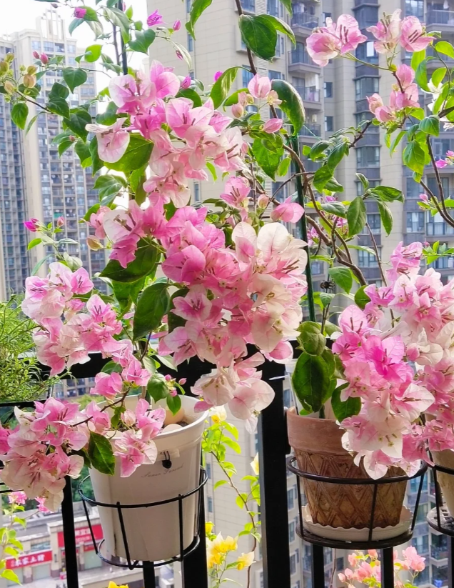 广红樱 十肆月园艺三角梅袋苗绿植花卉
