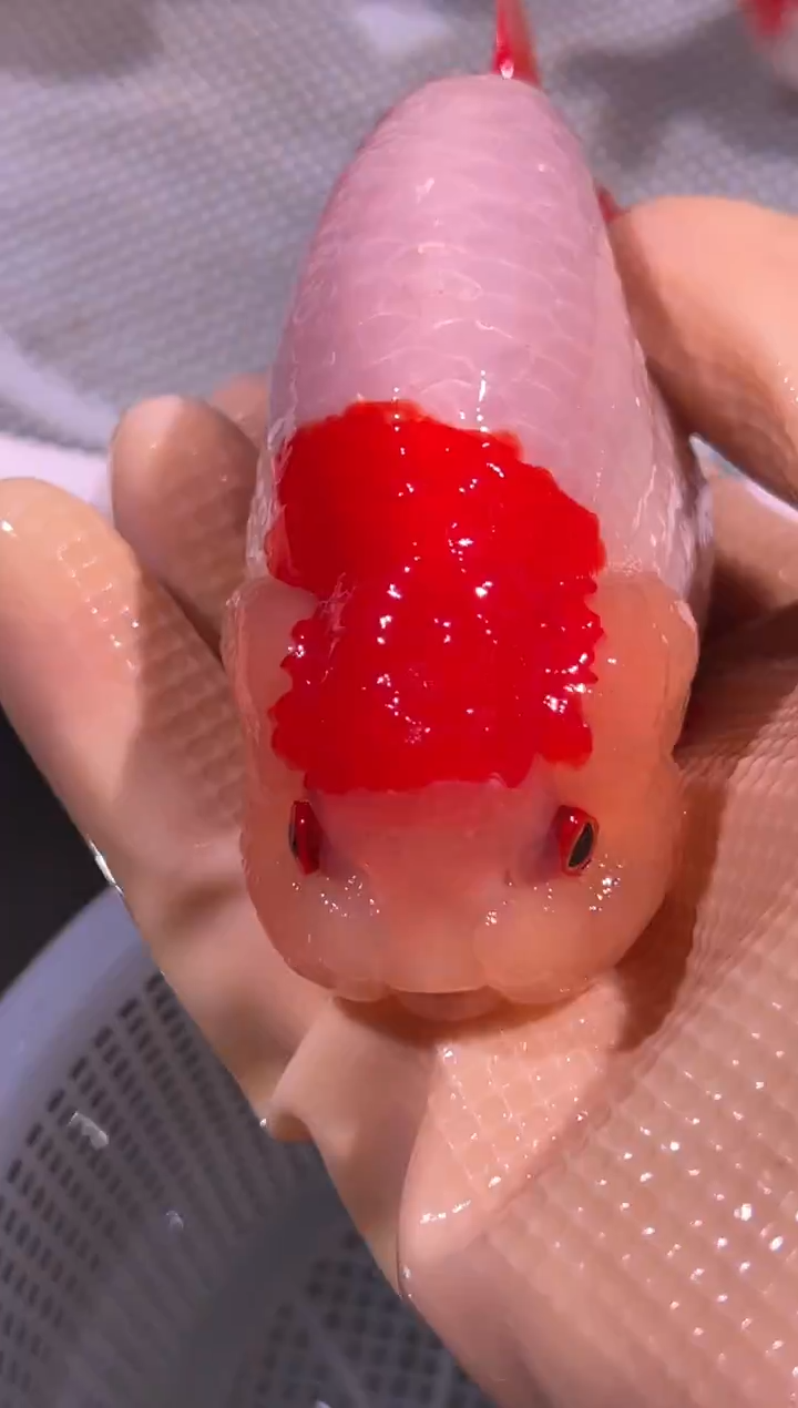 狮头鱼沙**斯兰寿金鱼兰寿金鱼