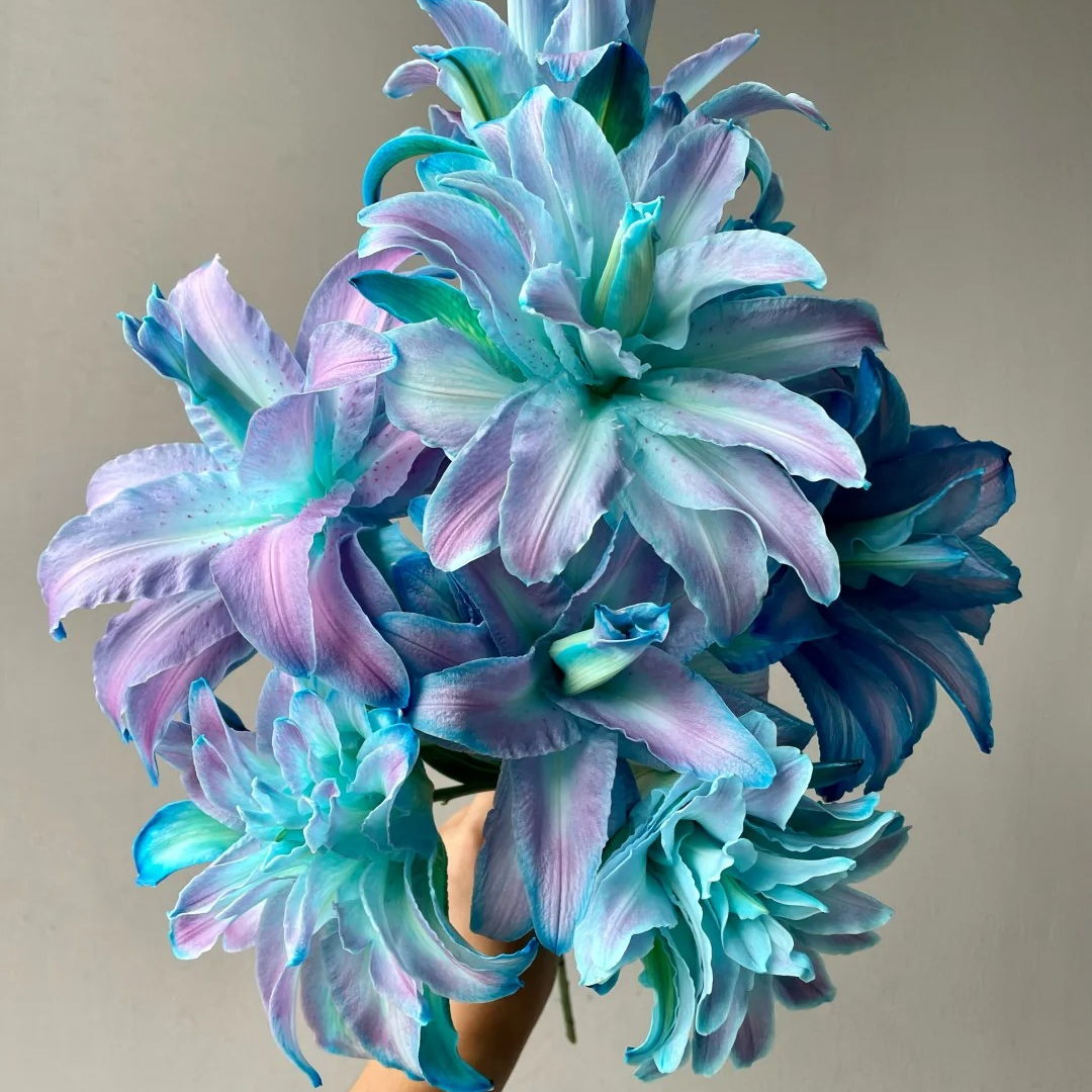 【源头优选】幻境重瓣香水百合-任意2单升级快递 发货后不支持退款