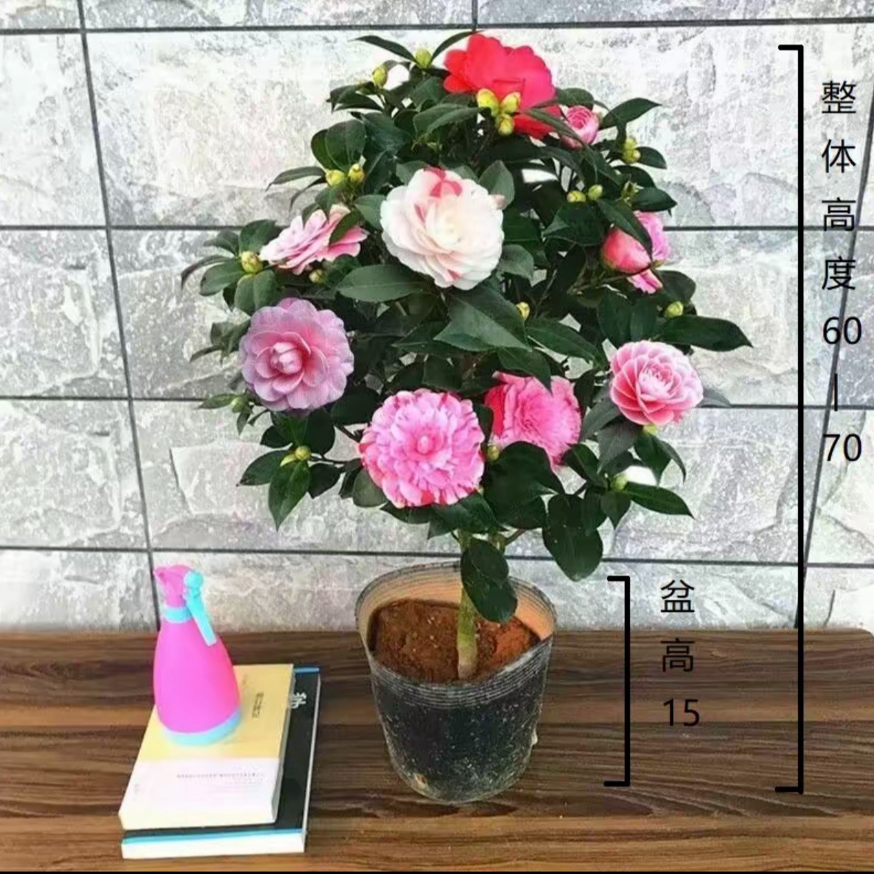 【80-100cm】精品五色赤丹带花苞好养客厅阳台