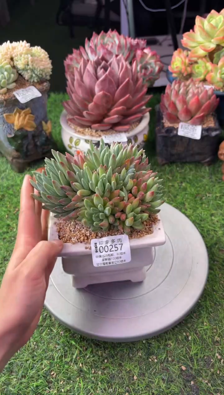 昆明印象多肉00257