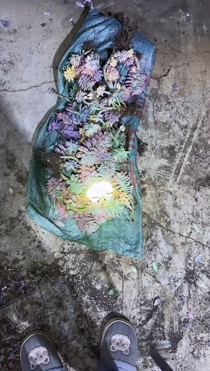 袋子上面一堆断头￥68