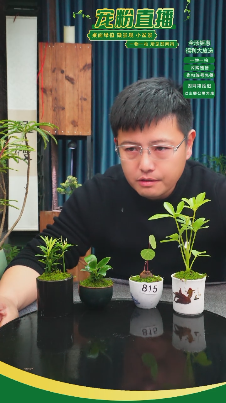 无花朵林*苔藓微景观815号