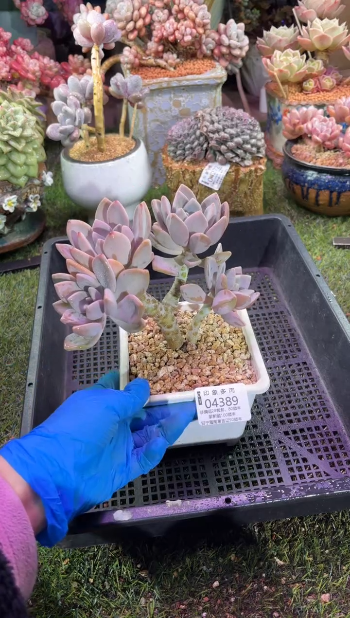 【闪购商品】04389