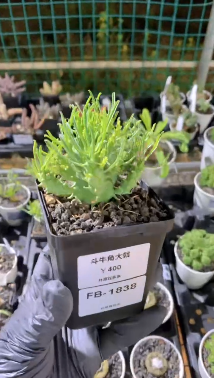 【闪购商品】斗牛角FB-1838