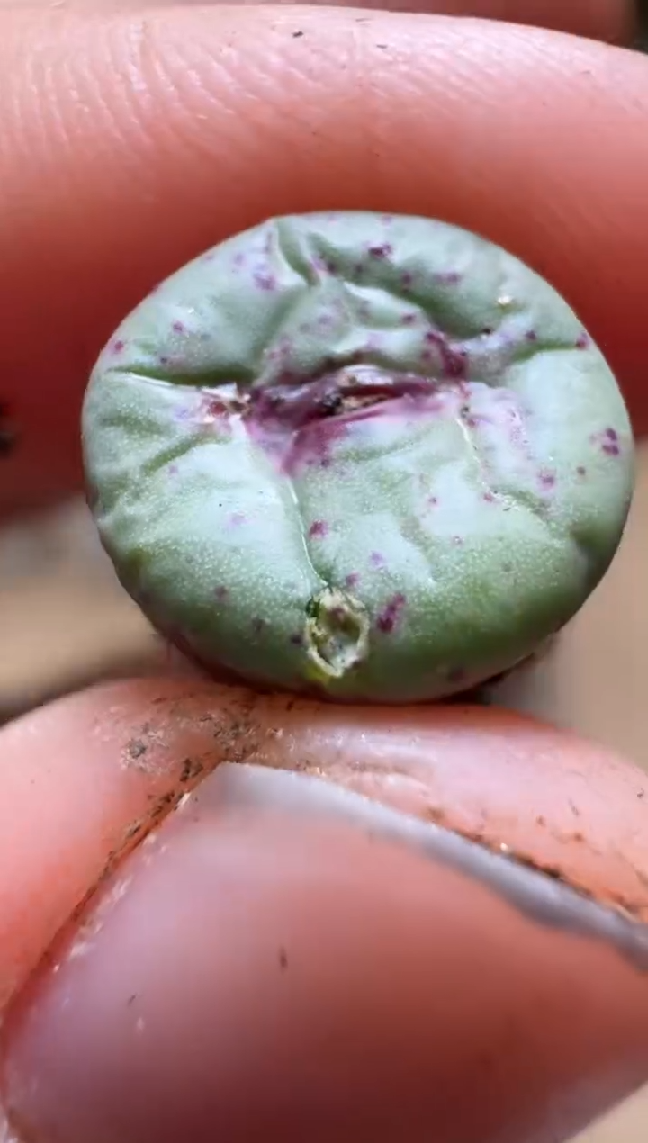 【闪购商品】15-336    2736