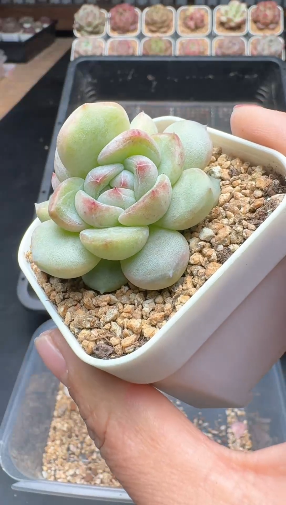 【闪购商品】577A号一物一拍多肉花卉植物拍3颗起发