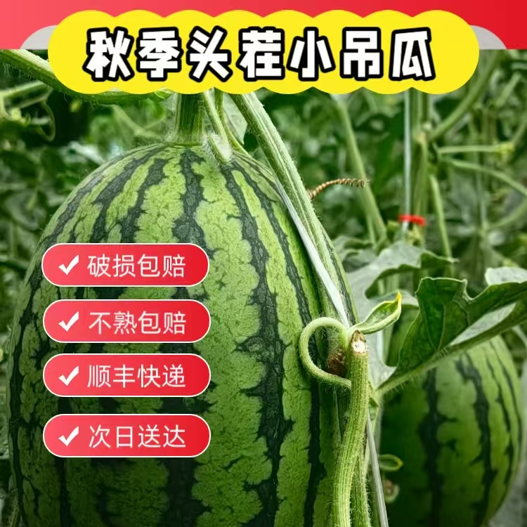 晓吸手撕小呆瓜新鲜开棚小西瓜水果上市3斤起京津冀江浙沪次日达广东省