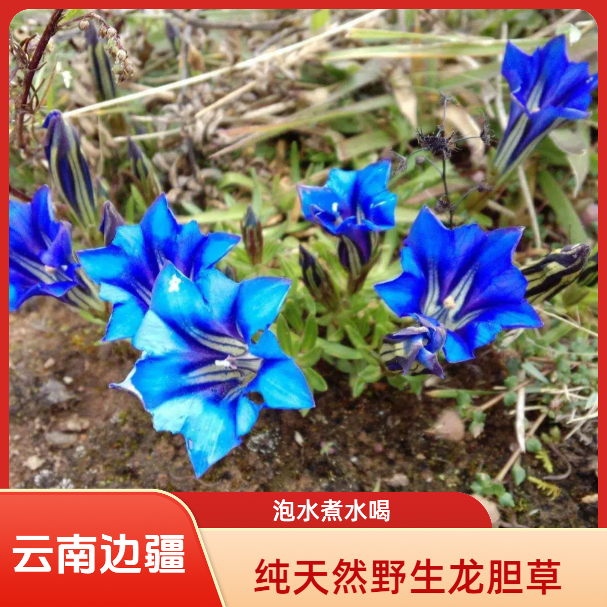 【村长严选】云南边疆野生龙胆草可煮水