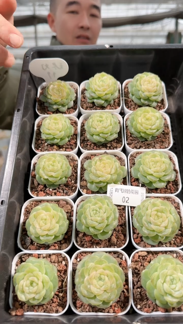 1225-02无尽灯多肉量拍任意发一颗群生不包整