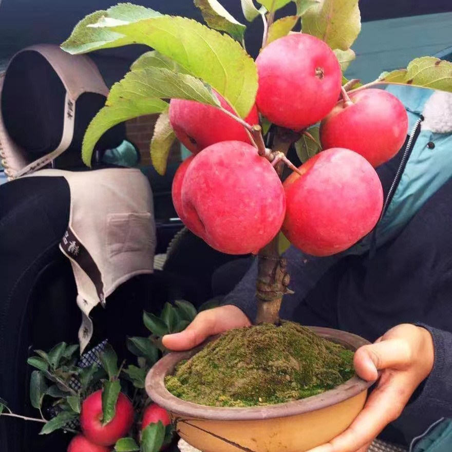 B红将军花园植物盆栽（正常季节）