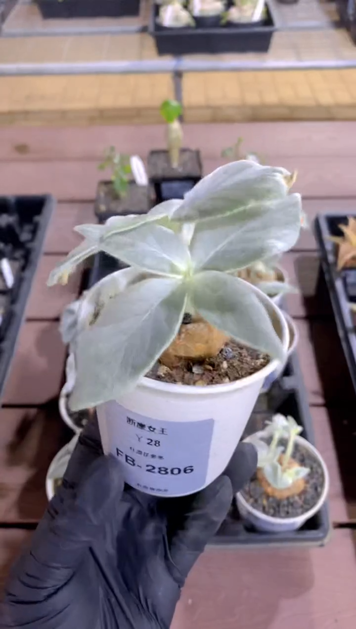 【闪购商品】断崖女王FB-2806