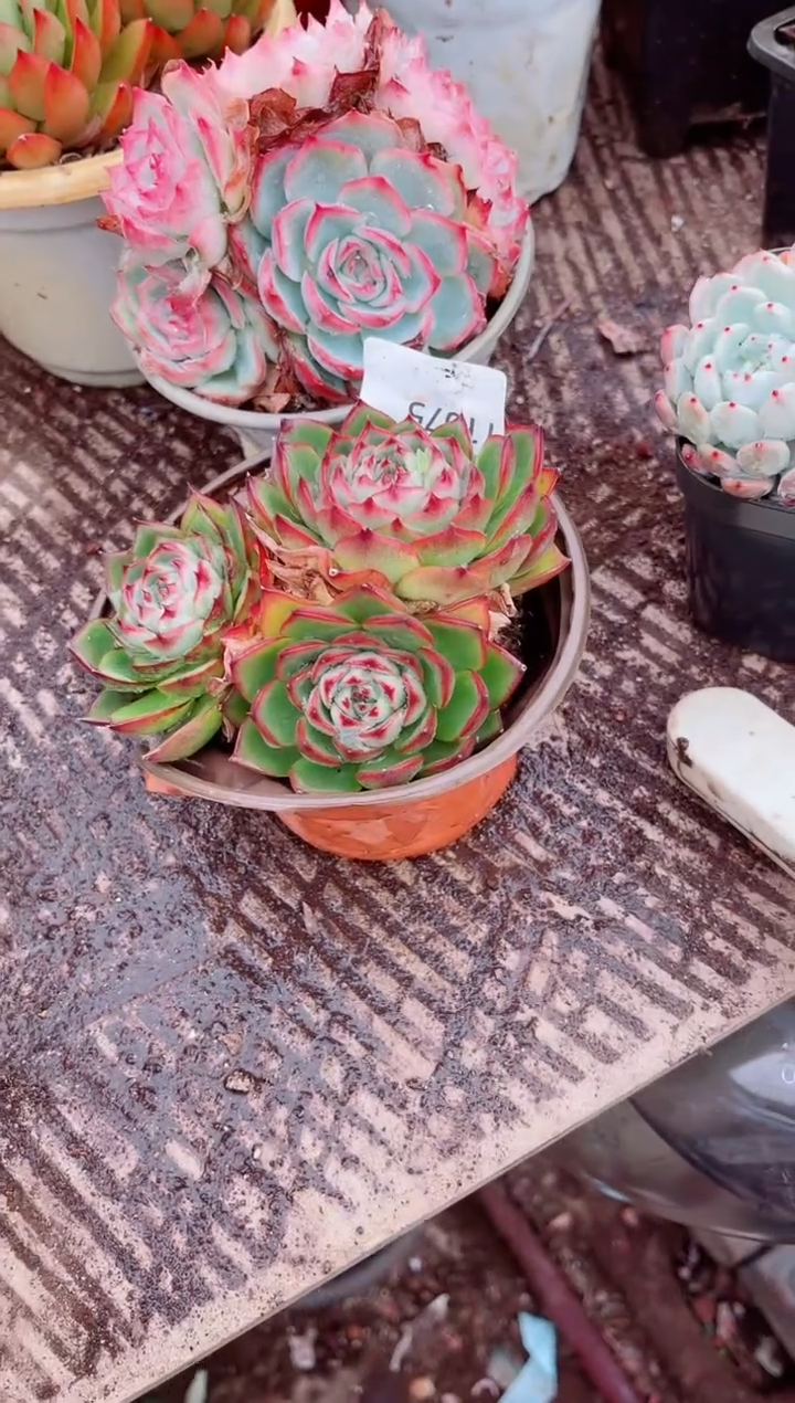 g****9跃跃精品多肉11075