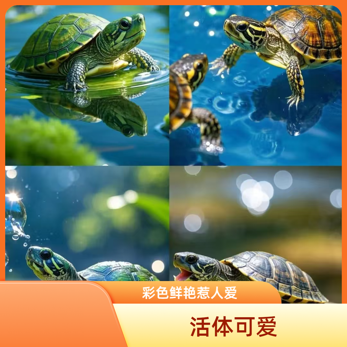 宠物活体通用链接