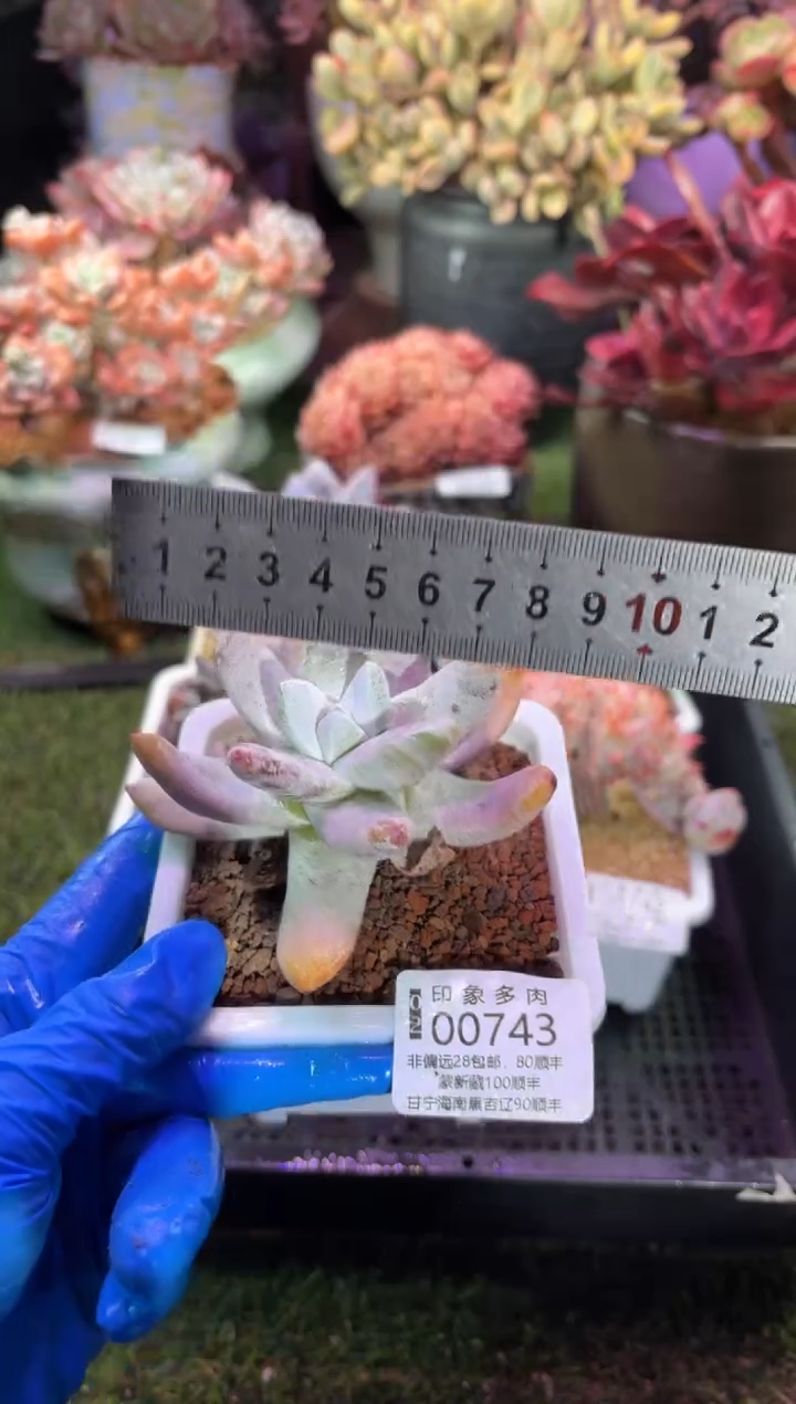 【闪购商品】00743