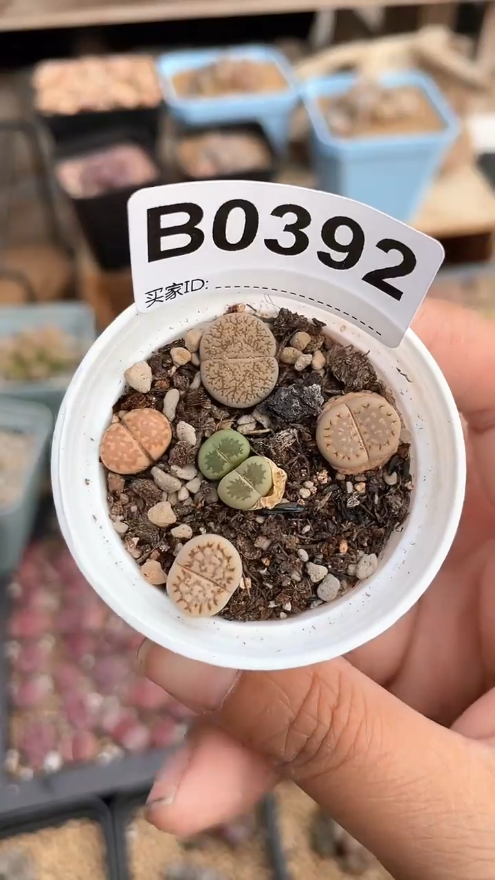 【闪购商品】0392直播一物一拍