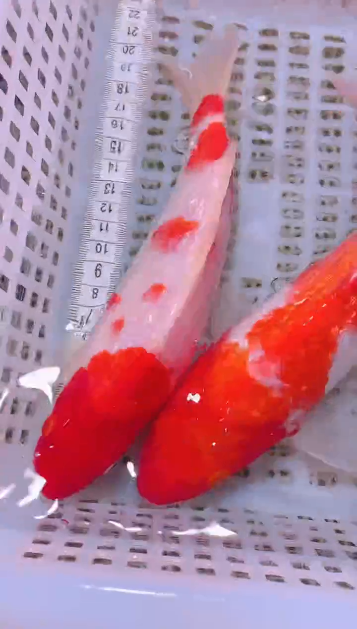 锦鲤冷水观赏鱼全场包邮111