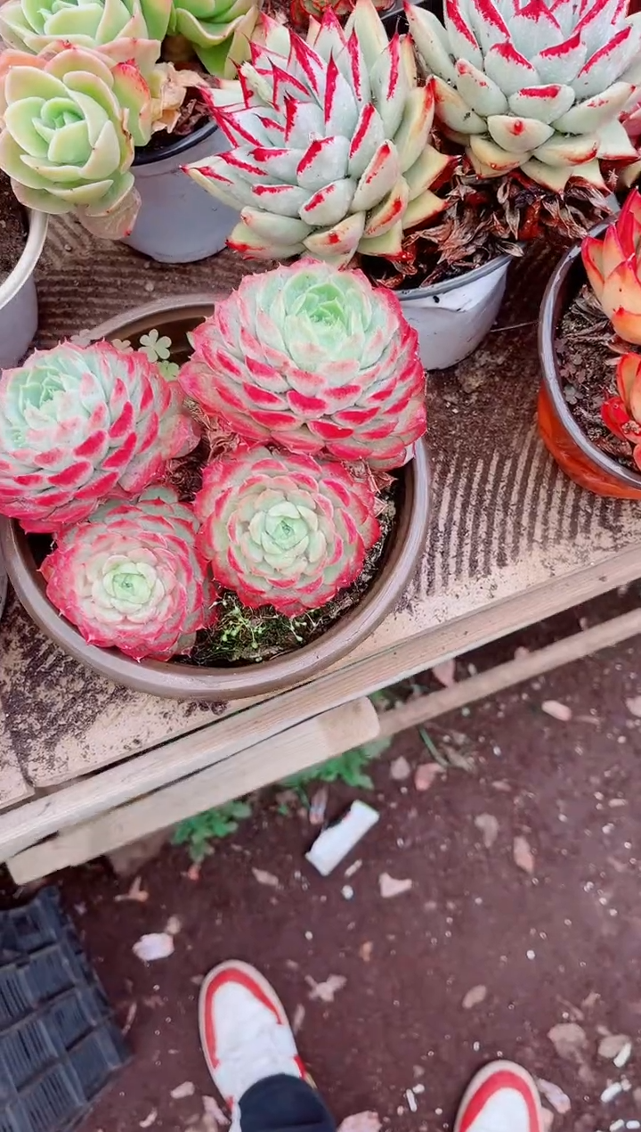 冷*人跃跃精品多肉03202