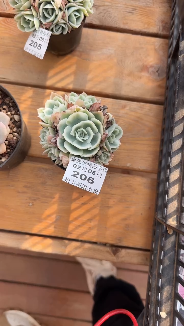 【闪购商品】0205-206柠檬玫瑰锦群