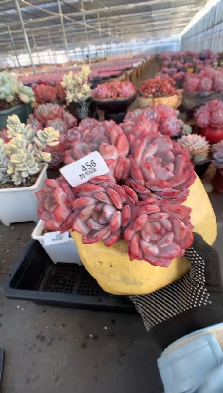 456雪天使多肉植物一物一拍