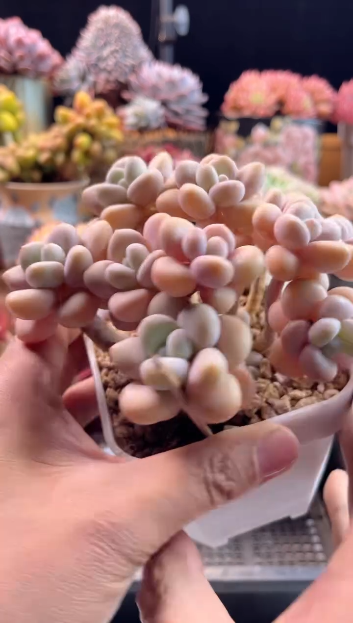 【闪购商品】1.15-44洛神