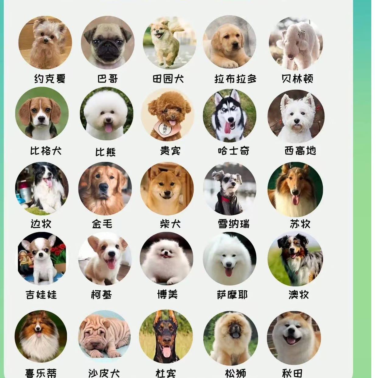 无品牌年年宠物泰迪比熊金毛拉布拉多边牧柯基