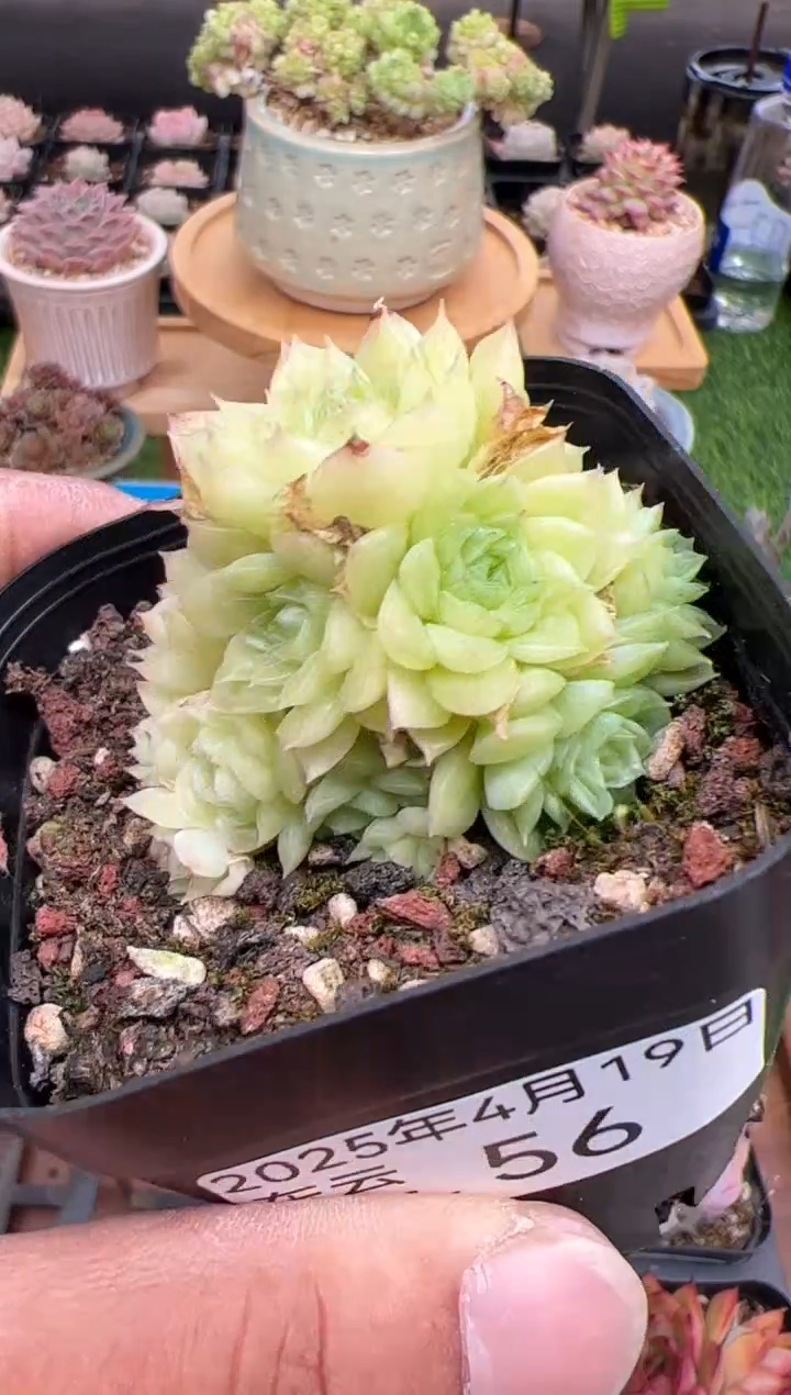 东云多肉园二店-56