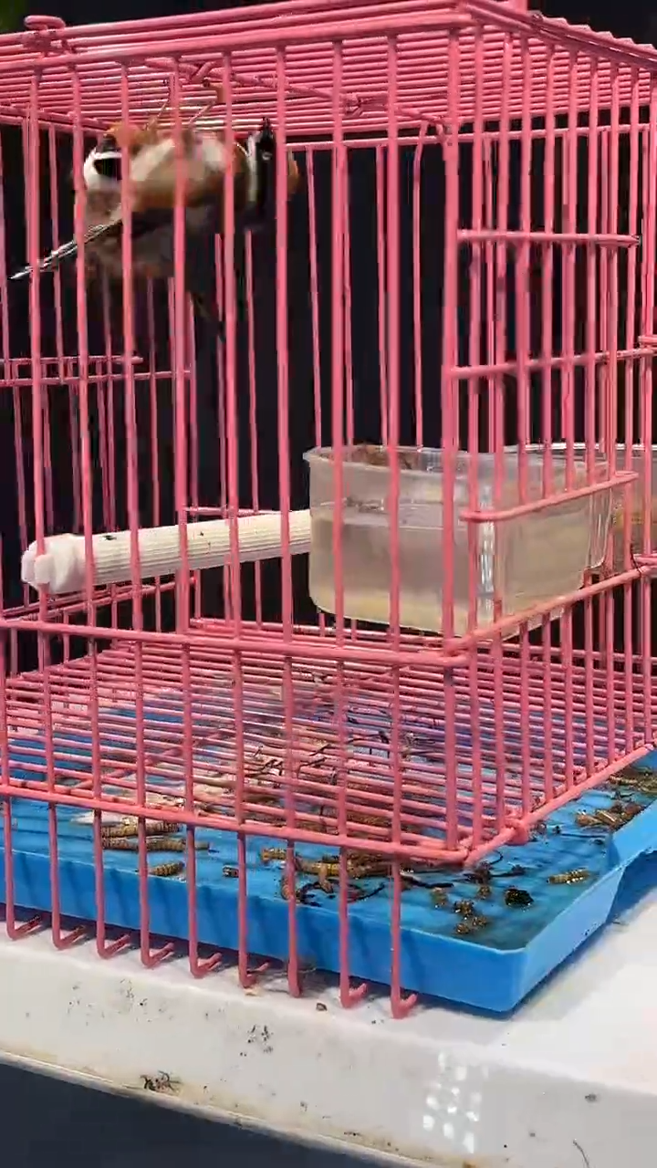 33号  2小熊猫养笼  0元起拍