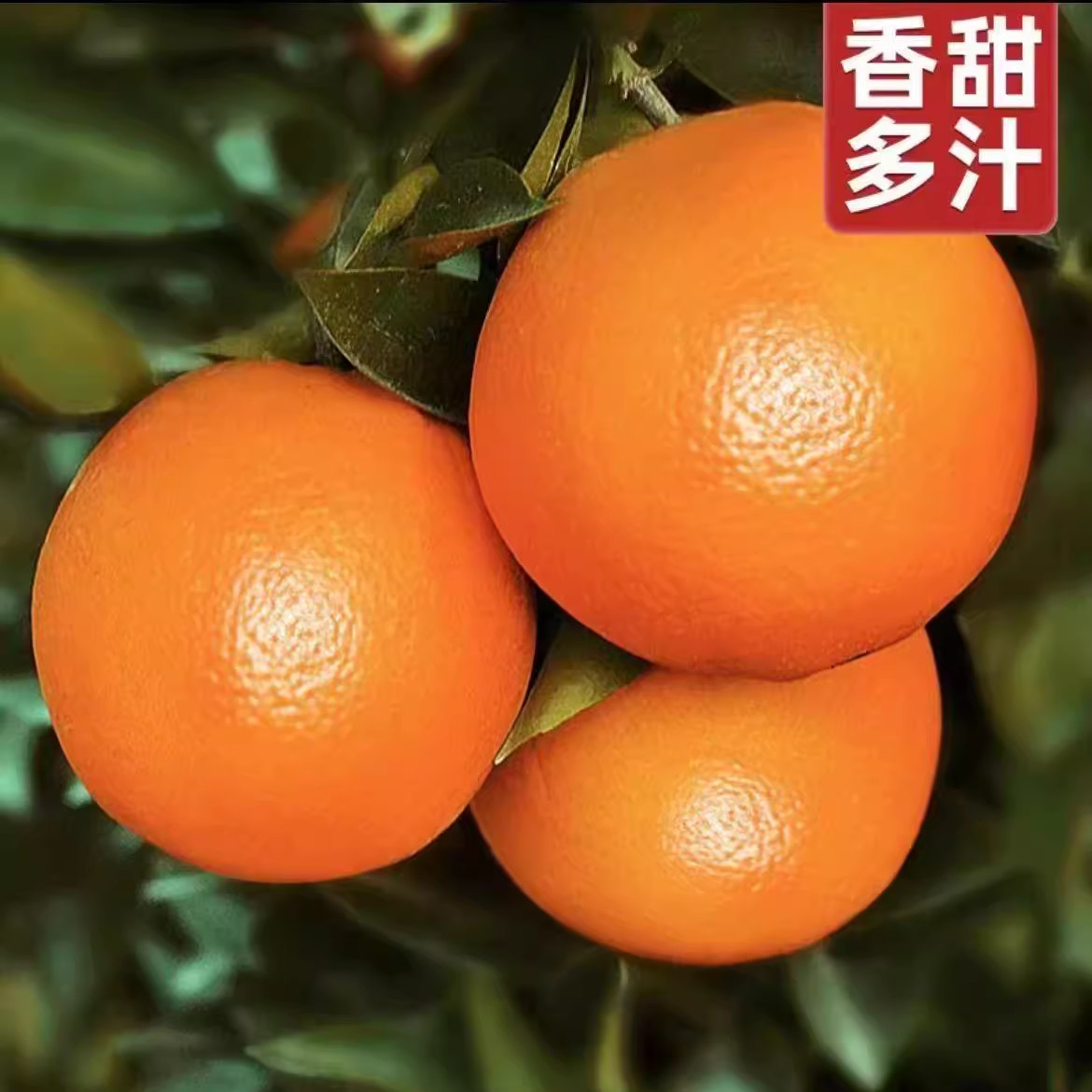 【老粉专享】韩三岁正宗赣橙新鲜采摘香甜多汁当季水果