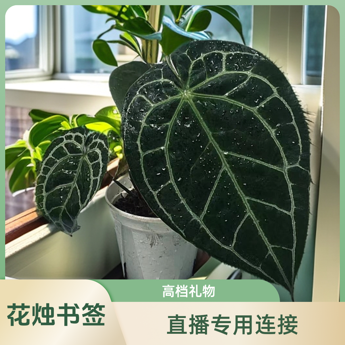 直播专用  高档植物