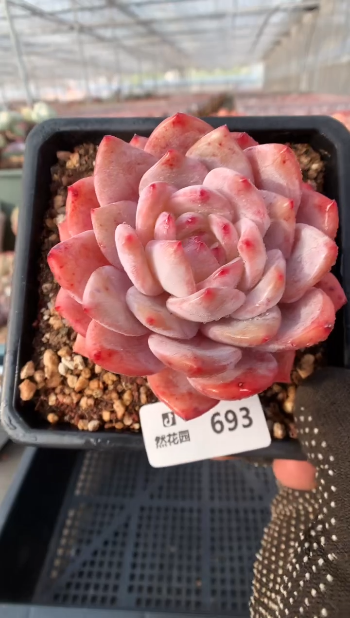 【闪购商品】693玫瑰梦露一物一拍