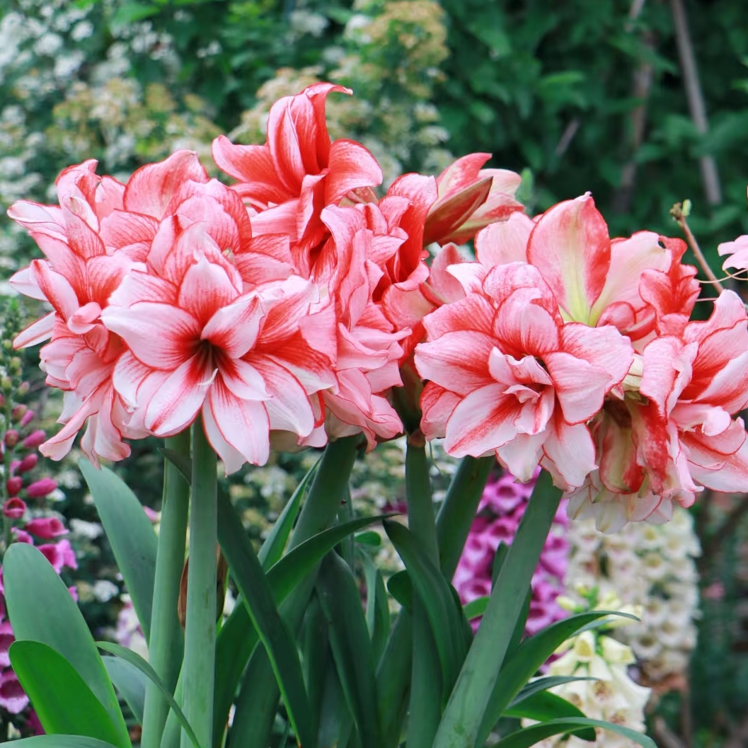 【鬼魅】基地球   重瓣大花  朱顶红种球  裸球发货